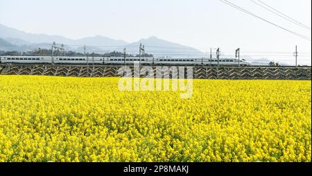 Rongjiang, Chinas Provinz Guizhou. 9. März 2023. Ein Hochgeschwindigkeitszug fährt am 9. März 2023 an einem cole Flower Field in Rongjiang County in Qiandongnan Miao und der autonomen Präfektur Dong in der Provinz Guizhou im Südwesten Chinas vorbei. Kredit: Yang Wenbin/Xinhua/Alamy Live News Stockfoto