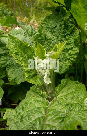 Nahaufnahme des halbabstrakten Pflanzenporträts von grünem Laub des gewöhnlichen Burdocks (Arctium). Natürliche Umwelttexturen und -Muster Stockfoto