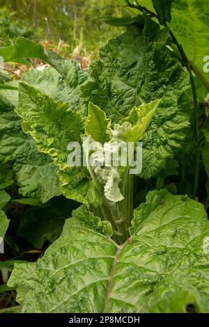 Nahaufnahme des halbabstrakten Pflanzenporträts von grünem Laub des gewöhnlichen Burdocks (Arctium). Natürliche Umwelttexturen und -Muster Stockfoto