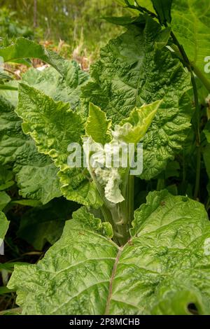 Nahaufnahme des halbabstrakten Pflanzenporträts von grünem Laub des gewöhnlichen Burdocks (Arctium). Natürliche Umwelttexturen und -Muster Stockfoto