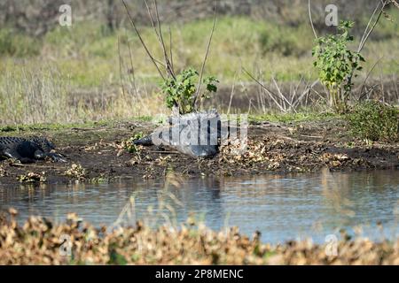 Amerikanische Alligatoren genießen die Hitze der Sonne am Ufer des Sees in Florida. Stockfoto