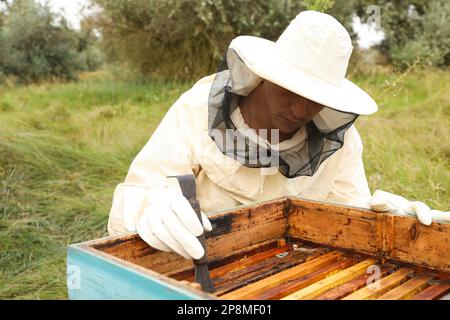 Imker kratzen Wachs aus dem Honigrahmen in der Bienenstelle Stockfoto