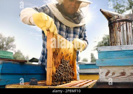 Imker, der den Rahmen aus dem Bienenstock in der Bienenstation nimmt. Honig ernten Stockfoto