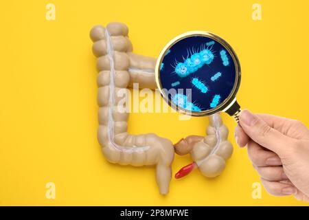 Mikroorganismenforschung. Frau mit Lupe und anatomischem Darmmodell auf gelbem Hintergrund, Draufsicht Stockfoto