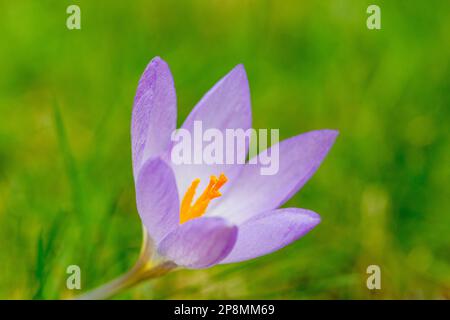 Nahaufnahme eines Crocus mit leuchtend orangefarbenem/gelbem Stamen. Stockfoto