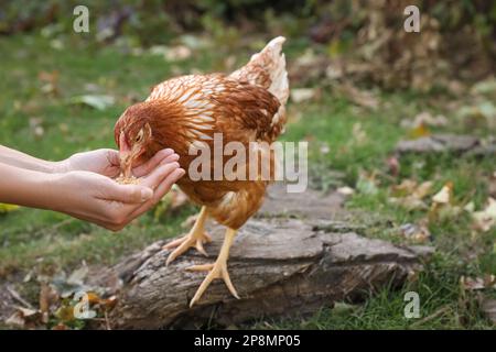 Eine Frau füttert Hühnchen im Hof auf der Farm, Nahaufnahme. Haustier Stockfoto