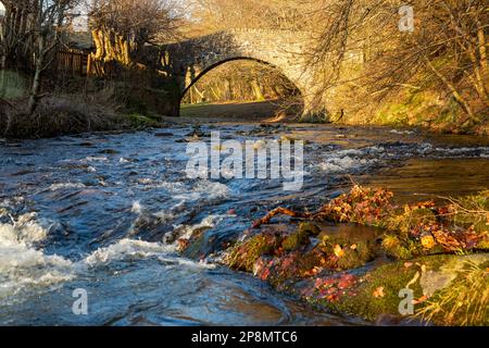 Die Cuddy Bridge eine einbeinige Pferdebrücke, die das Leithen-Wasser überquert, wurde 1701 erbaut Stockfoto