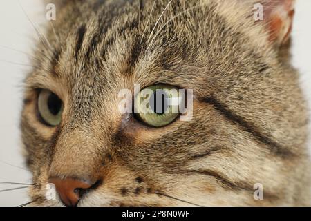Nahaufnahme der Katze Tabby mit wunderschönen hellgrünen Augen Stockfoto