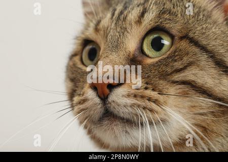 Nahaufnahme der Katze Tabby mit schönen Augen auf hellem Hintergrund Stockfoto