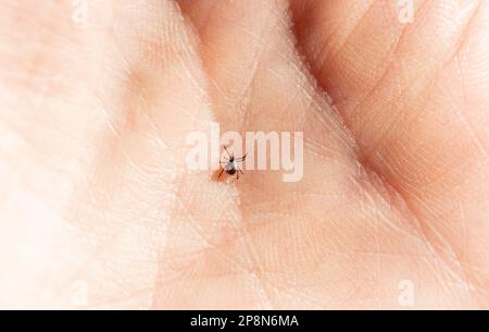 Ein Tier Zecken an einer menschlichen Hand Stockfoto