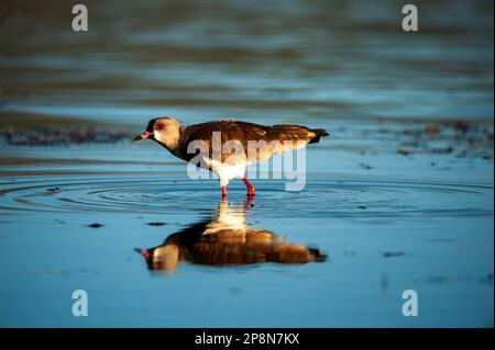 SüdLapwing (Vanellus chilensis) am See La Angostura, El Mollar, Tucuman, Argentinien Stockfoto