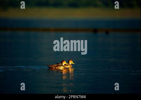 Gelbschnabelpintail (Anas georgica spinicauda) ist eine weit verbreitete Art in Südamerika, hier am See La Angostura, El Mollar, Tucuman, Argentinien Stockfoto