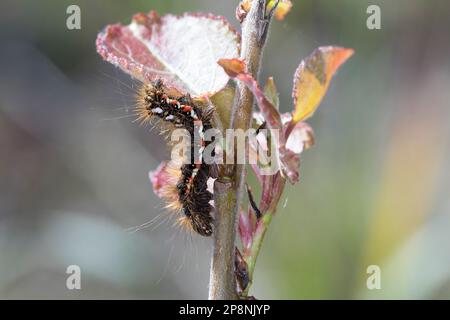 Ampfer-Rindeneule, Ampferrindeneule, Ampfereule, Raupe Frisst an Pappel, Acronicta rumicis, Viminia rumicis, Acronycta salicis, Knot Grass, Knotengras Stockfoto