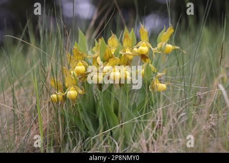 Cypripedium parviflorum in den Kanadischen Rocky Mountains Stockfoto