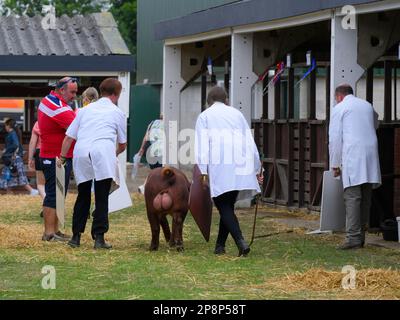 Stammbaum-braunes, einheimisches Duroc-Schwein (1 ein Eber), das von Bauern mit weißen Mänteln zu den Schweinchen geführt wird - Great Yorkshire Show 2022, Harrogate, England, Großbritannien. Stockfoto