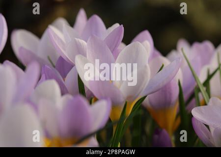 Nahaufnahme von frischen violetten Krokusblüten, Seitenansicht Stockfoto