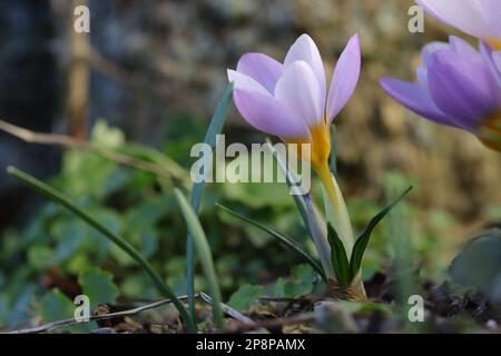 Nahaufnahme eines einzelnen blühenden Krokus in einem Gartenbett, Seitenansicht Stockfoto