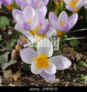 close-up of pretty pale purple flowering crocuses Stockfoto