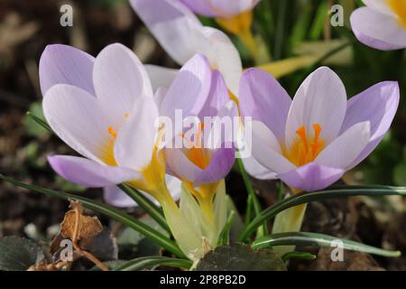 Nahaufnahme von drei blühenden Crocus vernus in einem Gartenbett Stockfoto