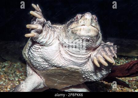 Gewöhnliche Wasserschildkröte vor der Kamera, mittlere Aufnahme unter Wasser Stockfoto