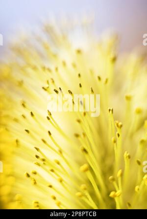 Frühlingsmotiv. Gelbe flauschige Weidenblume (Catkin), die Stigmatien der Stämme der Blume sind deutlich sichtbar. Extreme Nahaufnahmen Stockfoto