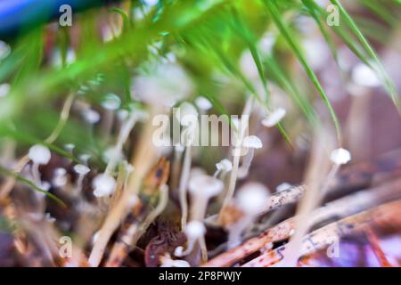 Kleine anmutige Pilze im dünnen Haarmoos. Nostalgie für Herbst und Wald. Makro . Makrofotografie mit extremen Nahaufnahmen Stockfoto