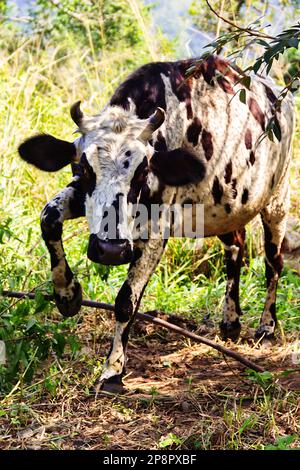 Gefleckte Kuh in einer Bergstrauch-Wiese. Viehzucht Sri Lanka Stockfoto