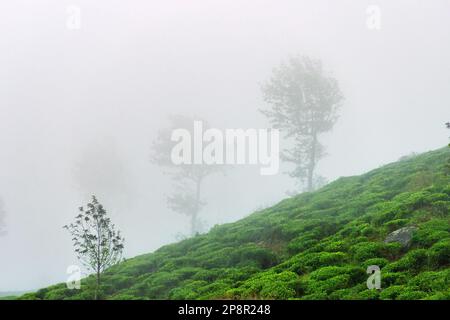 Ausgezeichnete gepflegte Ceylon Tee (orange pekoe in Camellia sinensis) Plantagen im Winter (nebliges Wetter). Plantage ist von Überresten umgeben Stockfoto