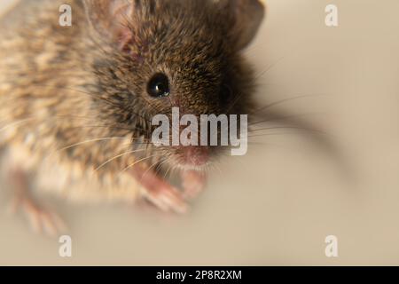 Schweizer (Haus-)Mäuse (Mus musculus) begleiten ständig den Menschen (Synanthropen) und Parasiten: Getreide in Lagerhäusern, Produkten essen. Es ist nicht möglich Stockfoto