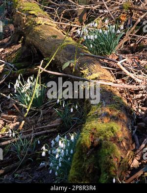 Verrottender Baumstamm mit Schneeglöckchen, die um ihn herum wachsen. Gesehen in Beekbergerwoud in den Niederlanden Stockfoto