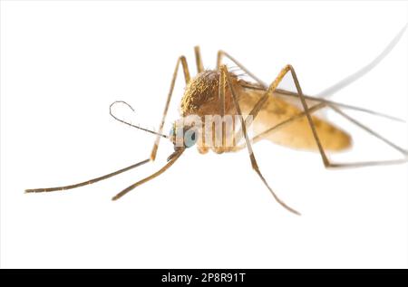 Mosquito isoliert auf weißem Hintergrund Stockfoto
