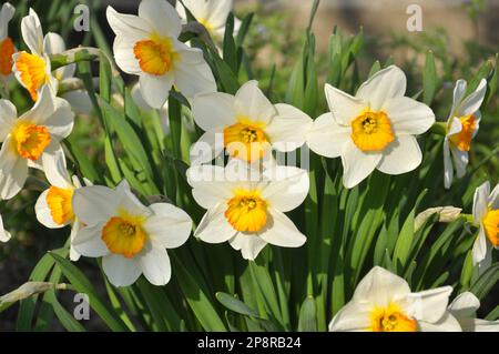 Im Frühling blühen Narzisse (Narzissen) in einem Blumenbeet. Stockfoto