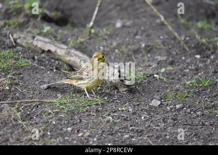 Rechtsseitiges Profilbild eines weiblichen Yellowhammers (Emberiza citrinella) auf dem Boden links mit Copy Space nach rechts, aufgenommen in Großbritannien im Winter Stockfoto