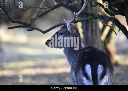 Männliches europäisches Damhirsch (Dama dama), Rückansicht mit Blick auf den Kopf links vom Bild, Zweige über Antlers, aufgenommen bei Cannock Chase in Großbritannien Stockfoto