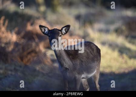 Nahaufnahme eines weiblichen europäischen Damhirsches (Dama dama), das vor dem Hintergrund des sonnigen Waldes in die Kamera schaut, aufgenommen in Cannock Chase, Großbritannien Stockfoto