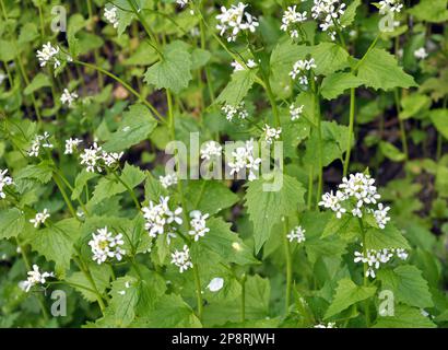 In freier Wildbahn wächst ein zweijähriger Knoblauchsenf (Alliaria petiolata) Stockfoto