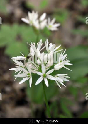 Allium ursinum wächst im Wald, in der Wildnis Stockfoto