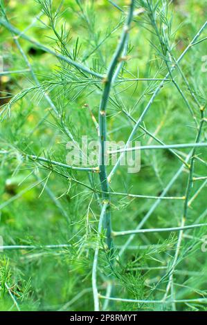 Spargel wächst im Garten, einer essbaren, medizinischen und dekorativen Pflanze Stockfoto