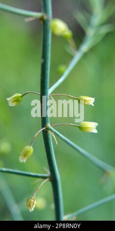 Spargel wächst im Garten, einer essbaren, medizinischen und dekorativen Pflanze Stockfoto