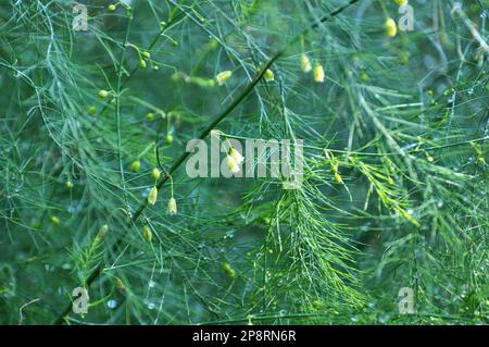 Spargel wächst im Garten, einer essbaren, medizinischen und dekorativen Pflanze Stockfoto