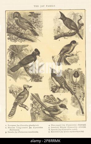 JAYS European Mexican Long-Crest Canada Blue-Cap American Spanish Red-Bill 1907 Stockfoto