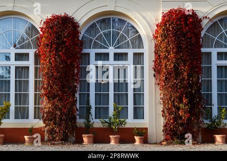 Große Bogenfenster mit wilden Trauben im Brukenthal-Palast in Avrig, Rumänien Stockfoto