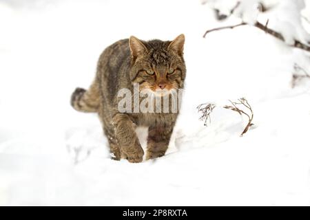 Wildkatze, männlich, durchstreift sein Territorium mit einem schweren Schneefall in einem Eichenwald in Nordspanien bei Tagesanbruch Stockfoto
