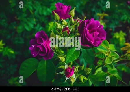 Rosa Rhapsody in blauen, dunkelvioletten und violetten Blüten. Hybridtee Rose. Strauchrose mit helllimiengrünen Blättern. Rose des Jahres. Stockfoto