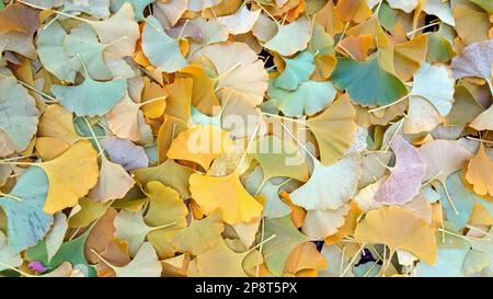 Herbstblätter von einem Ginko-Baumteppich auf dem Boden von Connecticut an einem schönen Oktobertag Stockfoto