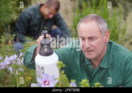 Nahaufnahme eines Mannes, der Blätter versprüht Stockfoto