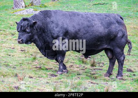 Schwarzer Aberdeen Angus-Stier auf englischer Farm Stockfoto