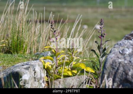 Foxgloves digitalis purpurea am Cloghanmore Megalithic Court Tomb in Malin More County Donegal EIRE Stockfoto