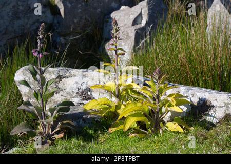 Foxgloves digitalis purpurea am Cloghanmore Megalithic Court Tomb in Malin More County Donegal EIRE Stockfoto