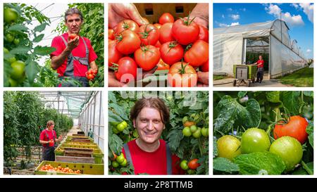 Frisch geerntete Tomaten in den Händen des Bauern. Landwirtschaftliche Produktion. Tomaten aus einem Gewächshaus. Gemüseanbau. Stockfoto